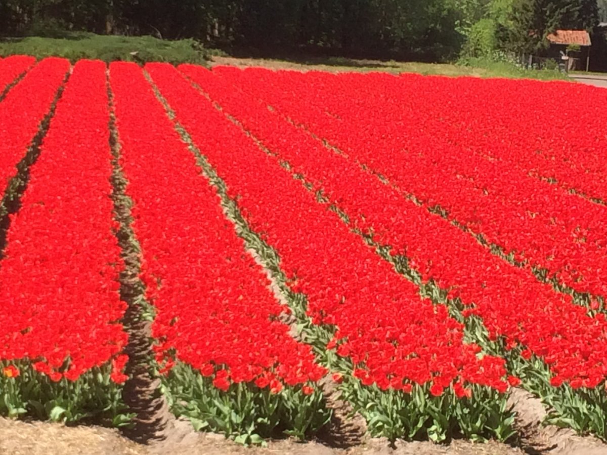  A sea of red spotted outside the Keukenhof. 